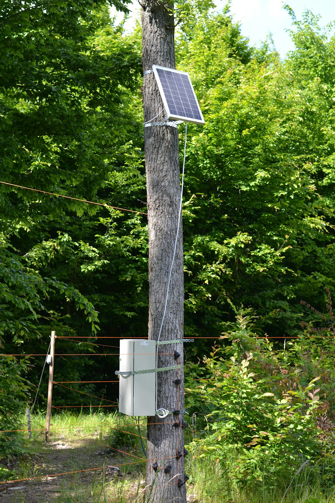 Solar panel placed on a tree